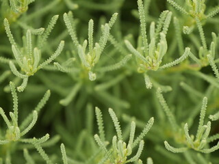 fractal and geometrical shape in plants