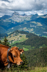 Fototapeta na wymiar Vaches en pâturage dans les Alpes de Haute-Savoie