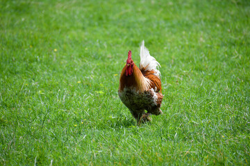Fototapeta premium rooster guards his harem