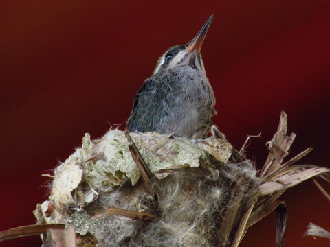 Baby Hummingbird