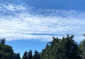 clouds over the forest