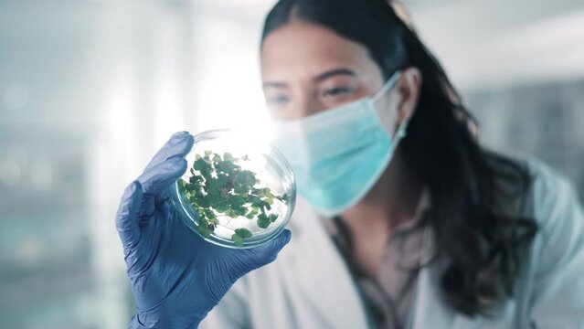 Face mask, scientist or woman with plant research, flowers inspection or sustainability innovation. Sample, study or researcher in science laboratory for eco leaf growth info or floral agro analysis
