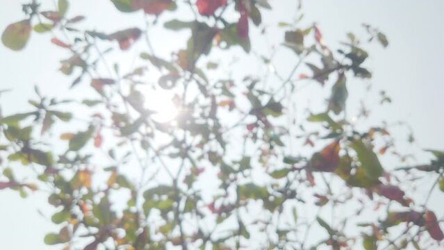 4K blurred cinematic video of tree leaves blowing in the wind that faintly covers the sunlight