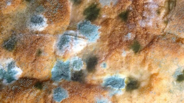 Mold on bread close-up macro. Mold on food. Fluffy mold spores as a background or texture. Mold fungus. Abstract background with copy space.