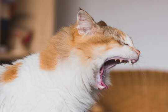 yawning cat