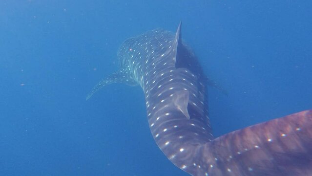 4k swimming with whale sharks in Ningaloo, Australia
