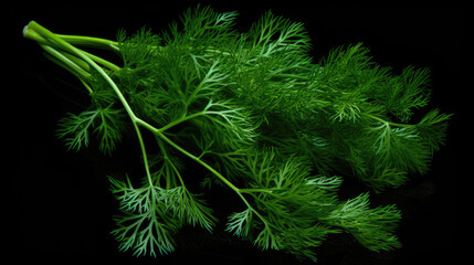 Dill isolated on a black background.