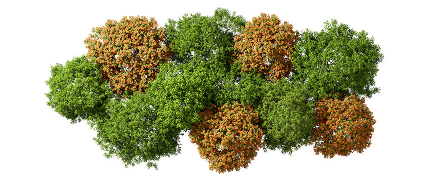 Jungle lush and orange leaves trees from above landscape cutout backgrounds 3d render png