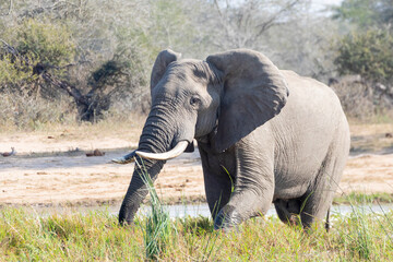 African Bush Elephant bull (Loxodonta africana) at waterhole in Kruger National Park