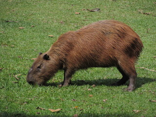 Capybara