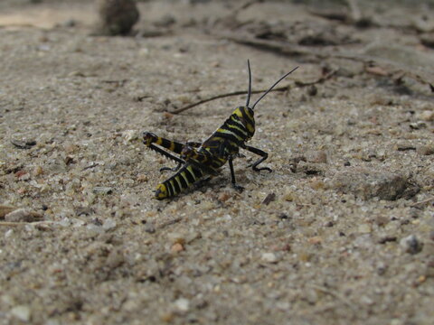 grasshoper