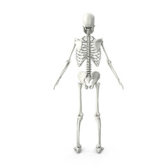 Human PNG skeleton. Medical 3D anatomical banner. Realistic white bones of limbs or skull, trunk with spine and ribs. Isolated skeletal system on white background