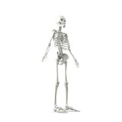 Human PNG skeleton. Medical 3D anatomical banner. Realistic white bones of limbs or skull, trunk with spine and ribs. Isolated skeletal system on white background