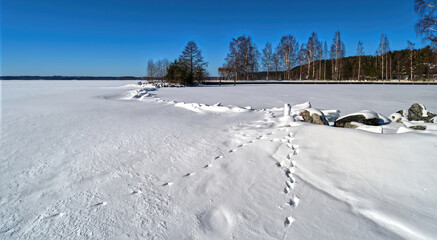 winter landscape with snow