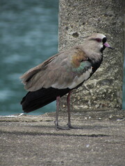 Vanellus chilensis