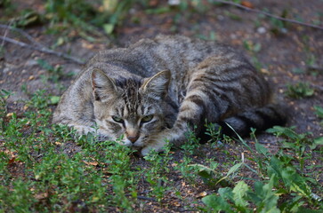 Naklejka na ściany i meble A gray striped cat lies on the ground among the grass