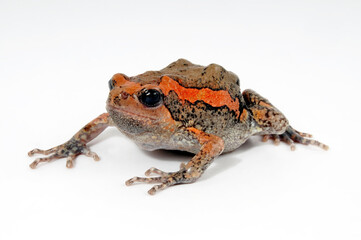 Indischer Ochsenfrosch // Banded bullfrog (Kaloula pulchra)