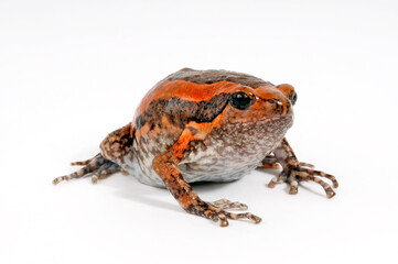 Banded bullfrog // Indischer Ochsenfrosch (Kaloula pulchra)