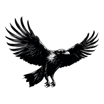recommend clip art: Flying black raven isolated on white background.vector illustration