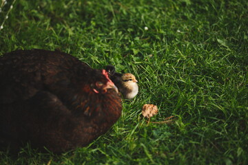 Baby chickens with their mother hen on a small farm in Ontario, Canada.