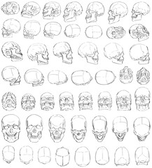 Fifty human Skulls drawn in Different Perspective - Digital Art (3D to 2D)