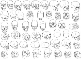 Fifty human Skulls drawn in Different Perspective - Digital Art (3D to 2D)