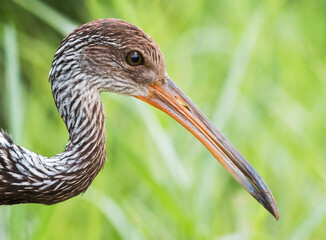 Limpkin close up of head