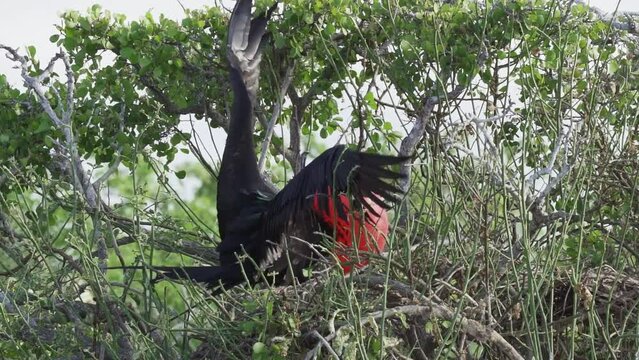 Magnificent frigatebird, Fregata magnificens, is a big black seabird with a characteristic red gular sac, Frigate bird soaring in the clear blue sky over the coastline of the Galapagos islands.