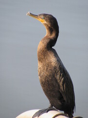 Cormorant