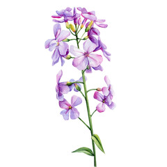 Violet wildflower watercolor. Floral isolated  for wedding, invitation, greeting cards. Watercolour flower