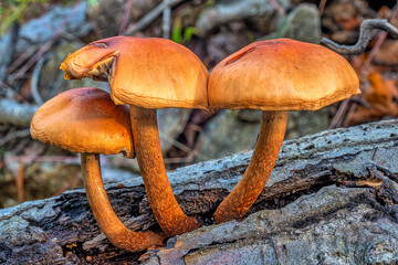 closeup of mushroom in forest