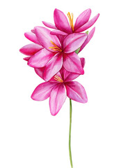 Pink Wildflower watercolor. Floral isolated  for wedding, invitation, greeting cards. Watercolour flower - 632670759