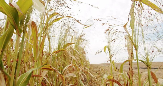 Ripe sorghum swaying in the wind. Sorghum cultivation for biomass production. Pearl Millet field. Concept of agribusiness. business agriculture harvesting concept. Field of grain sorghum.