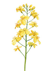 Yellow Wildflower watercolor. Floral isolated  for wedding, invitation, greeting cards. Watercolour flower - 632671134