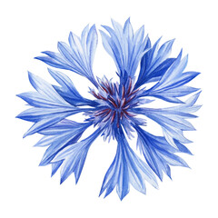 Watercolor blue floral. Cornflower, Hand painted wildflowers, field flower isolated on white background for design, print - 632671315