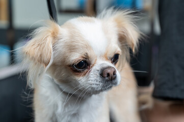 Short-haired chihuahua in the grooming salon. Funny decorative dog. 