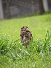 Athene cunicularia