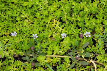 Linea de flores blancas