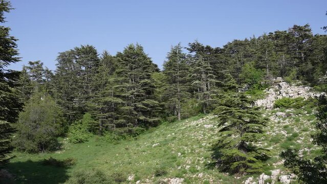 Tannourine Cedar Forest Nature Reserve Tannourine Lebanon
