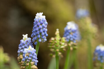 Scotland Beautiful Flower Gardens