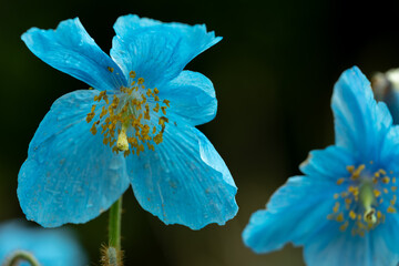 Scotland Beautiful Flower Gardens