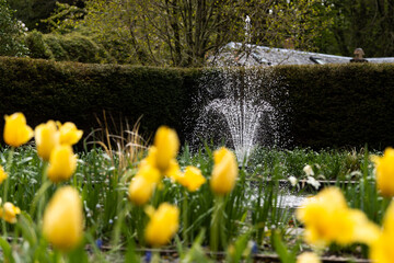 Beautiful flowers in Scotland gardens