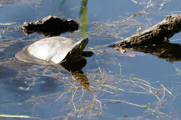 Turtle sunbathing in pond