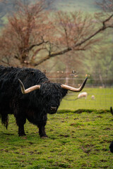 Scotland Highland Coo (Cow) Photo