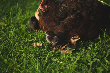 Baby chickens with their mother hen on a small farm in Ontario, Canada.