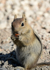 Chipmunk at Ed Z'berg Sugar Pine Point State Park, California