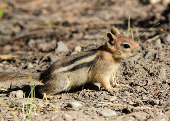 Chipmunk at Ed Z'berg Sugar Pine Point State Park, California