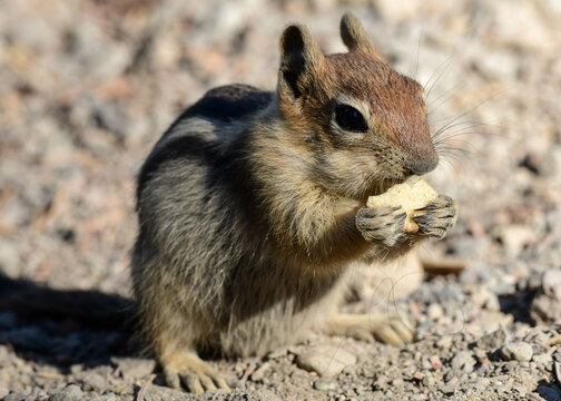 Chipmunk At Ed Z'berg Sugar Pine Point State Park, California