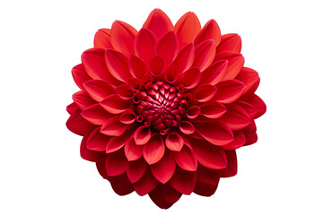 photorealistic close-up of a red dahlia on white background isolated PNG - obrazy, fototapety, plakaty