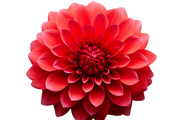 photorealistic close-up of a red dahlia on white background isolated PNG